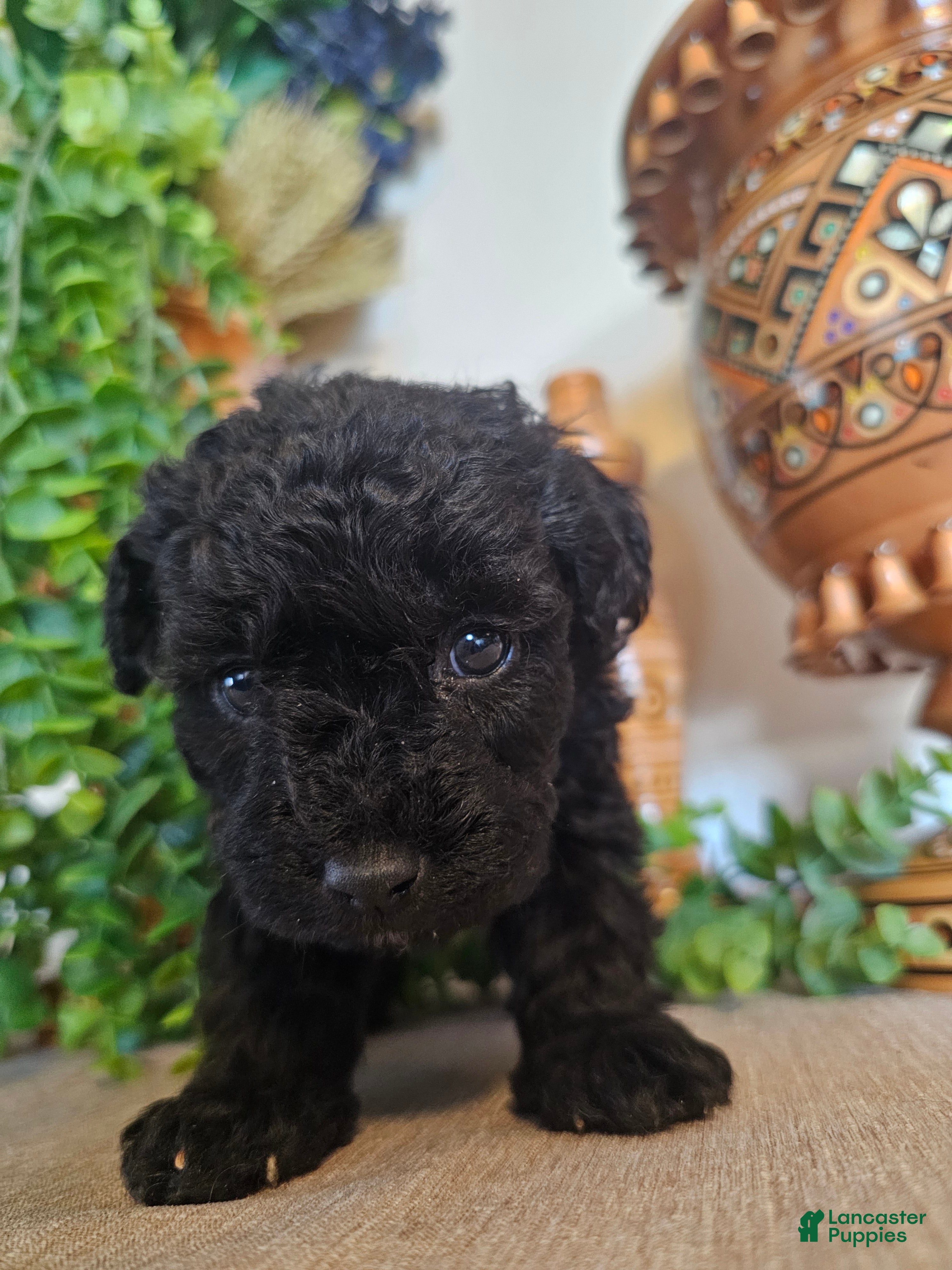 Mini Goldendoodle dogs Rosie - Ad 28