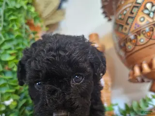 Mini Goldendoodle dogs Rosie - Ad 28