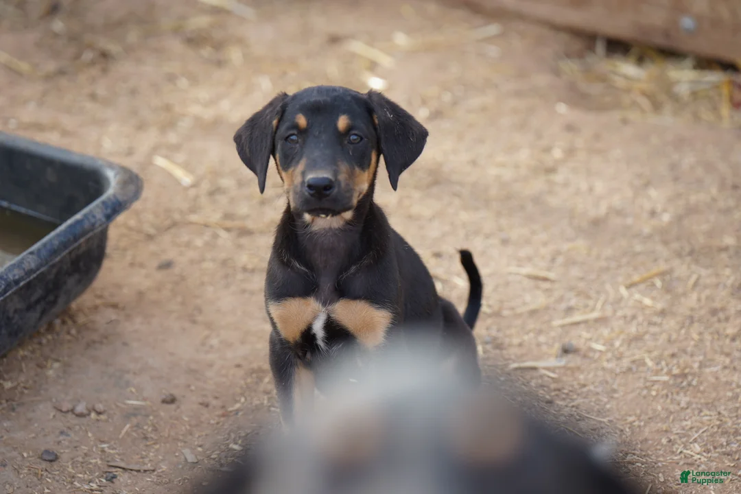 Mixed Breed dogs for sale: Doberdane Blk/Rst F - Ad 2