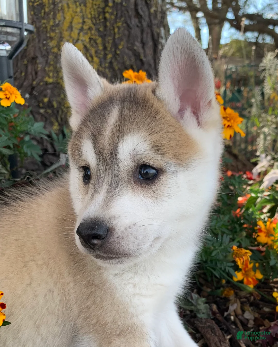 Alaskan Klee Kai dogs for sale: Happy Timber~! - Ad 1