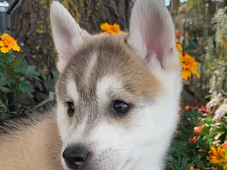 Alaskan Klee Kai dogs Happy Timber~! - Ad 1