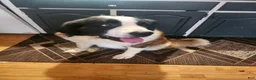 Saint Bernard dogs for sale: Saint Bernard 3 - Ad 5