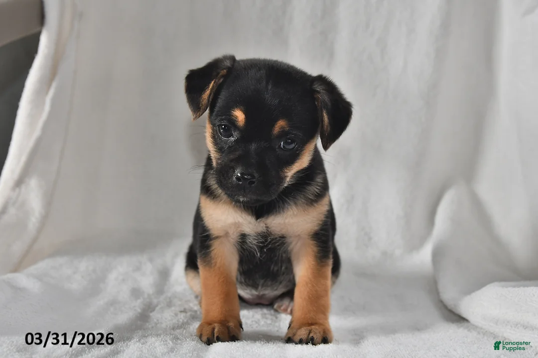 Mixed Breed dogs for sale: Izzy - Ad 1