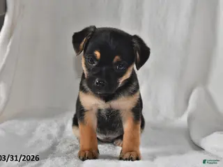 Mixed Breed dogs for sale: Izzy - Ad 4