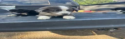 Miniature Australian Shepherd dogs for sale: Axio  - Ad 4
