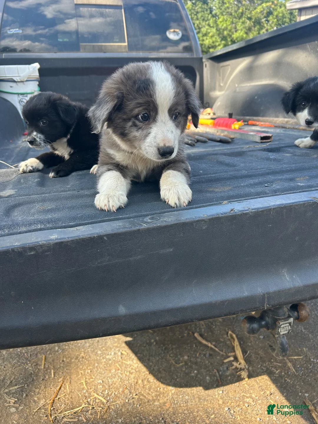 Miniature Australian Shepherd dogs for sale: Axio  - Ad 4
