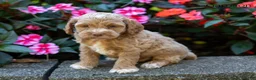 Cockapoo dogs for sale: Garrison  - Ad 4