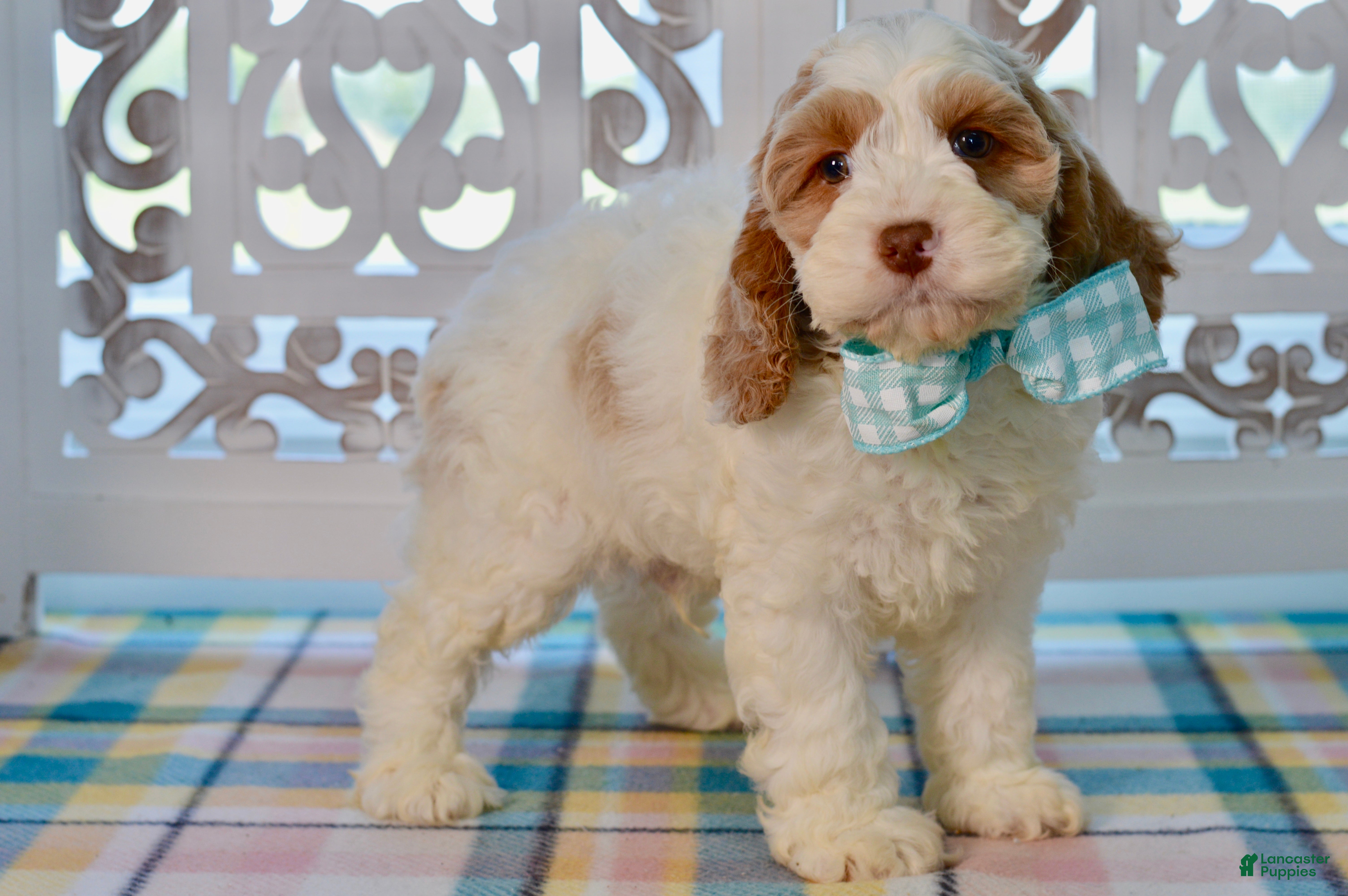 Cockapoo dogs Charles - Ad 2