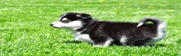 Pomsky dogs for sale: Oreo - Ad 11