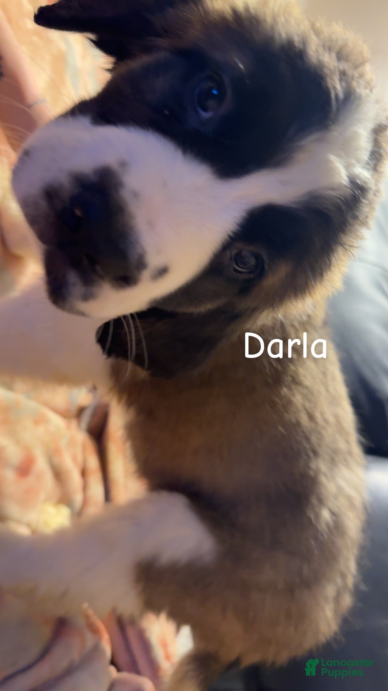 Saint Bernard dogs Darla - Ad 1