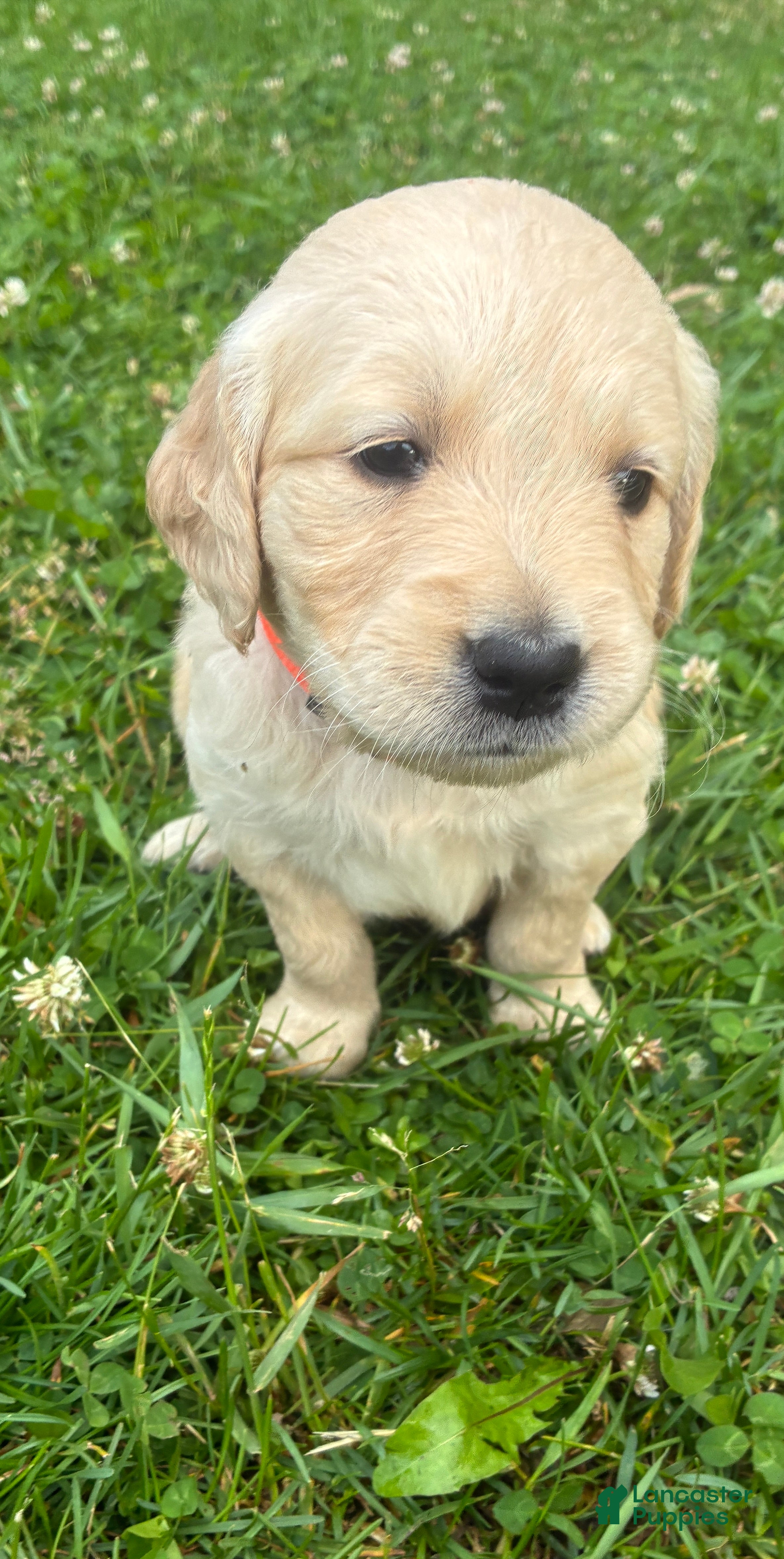 Golden Retriever dogs 4# Cougar - Ad 1
