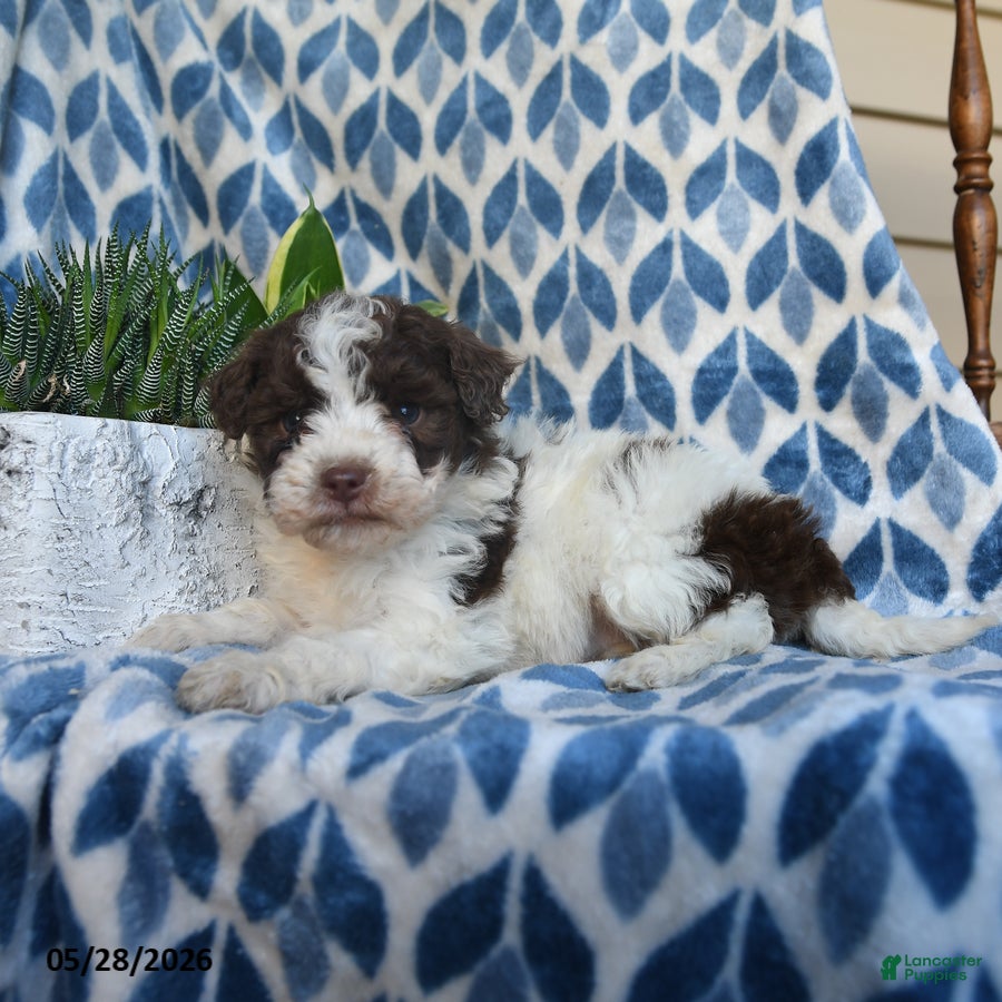 Labradoodle dogs Zuri - Ad 2