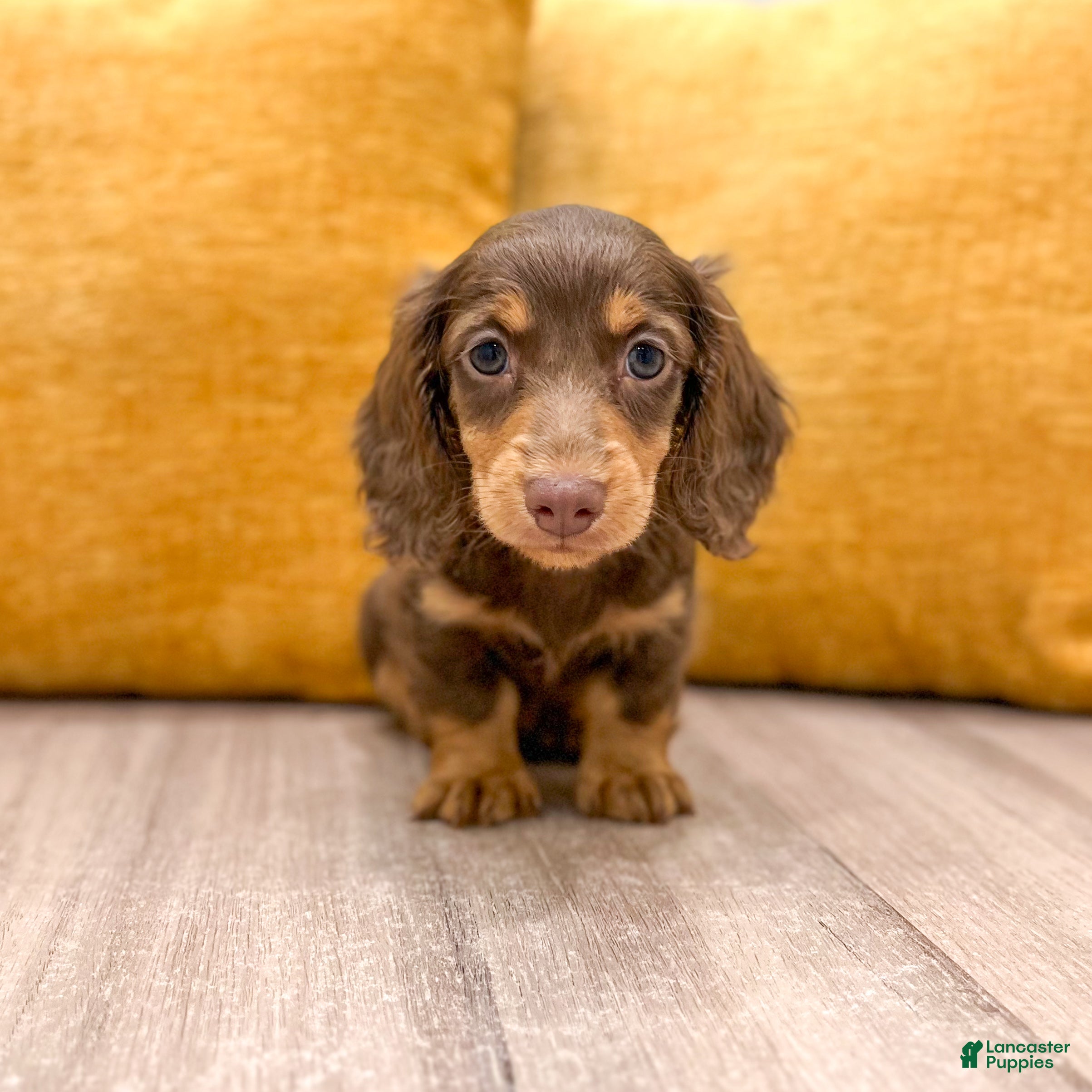 Miniature Dachshund dogs Timmy - Ad 2