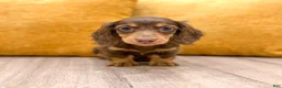 Miniature Dachshund dogs for sale: Timmy - Ad 2