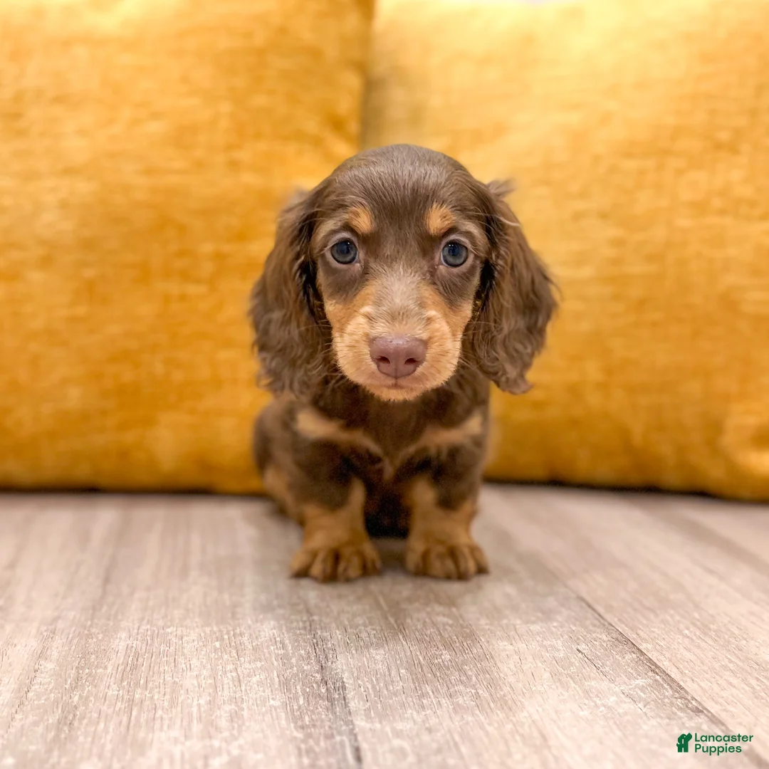 Miniature Dachshund dogs for sale: Timmy - Ad 2