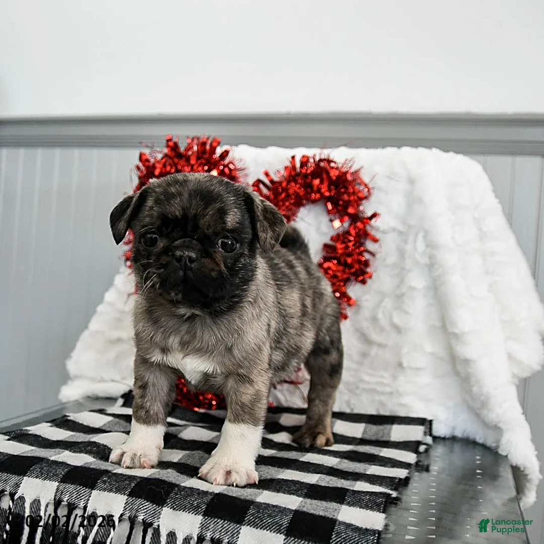 Pug dogs for sale: Mocha - Ad 1