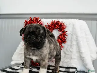 Pug dogs Mocha - Ad 36