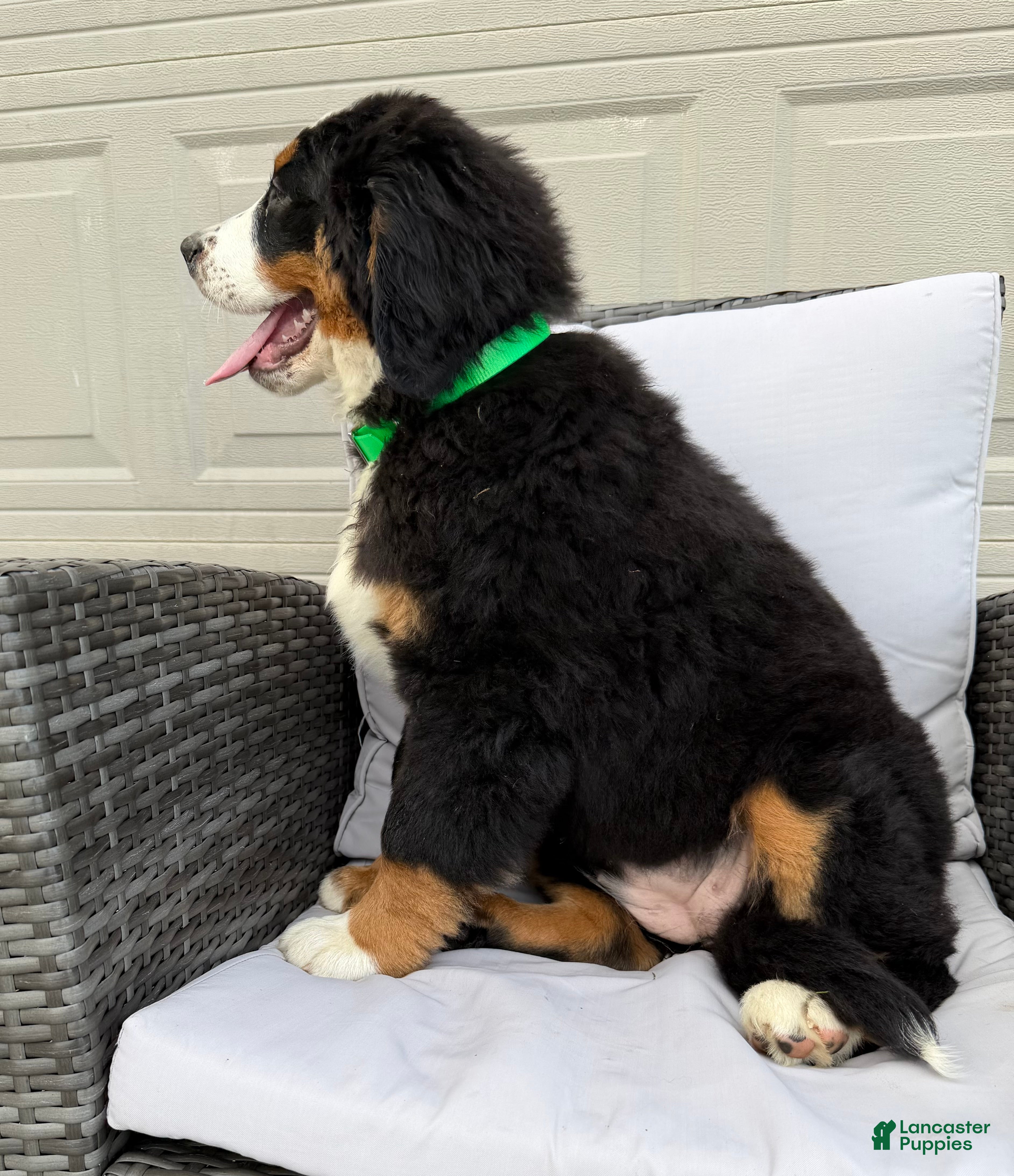 Bernese Mountain Dog dogs Pearl - Ad 2