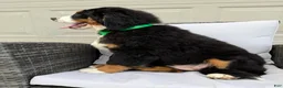 Bernese Mountain Dog dogs for sale: Pearl - Ad 2