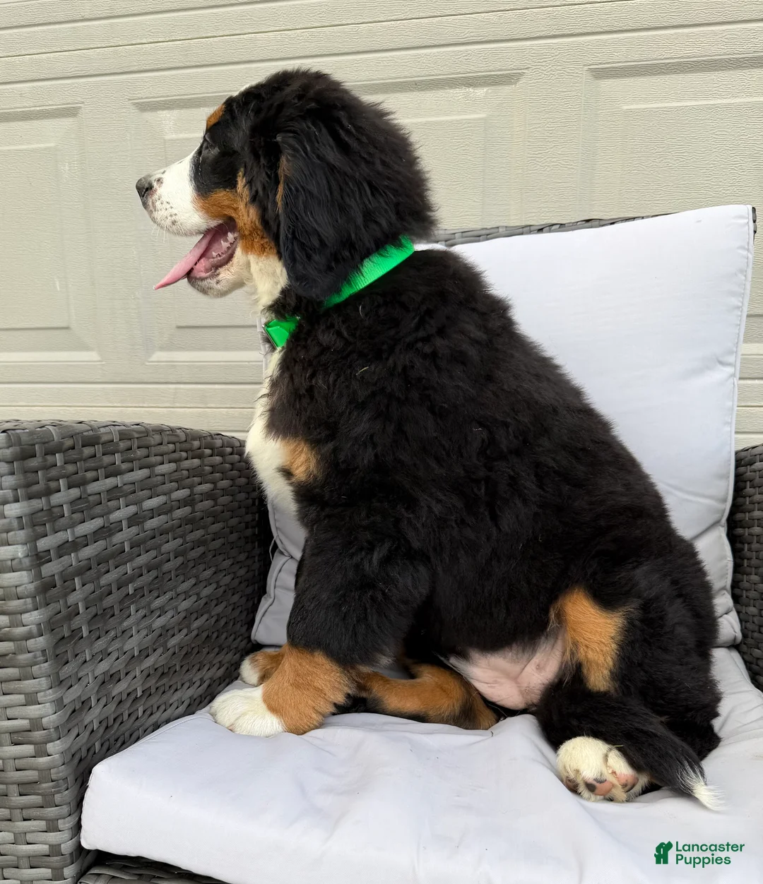 Bernese Mountain Dog dogs for sale: Pearl - Ad 2