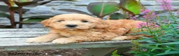 Mini Goldendoodle dogs for sale: Genesis - Ad 3