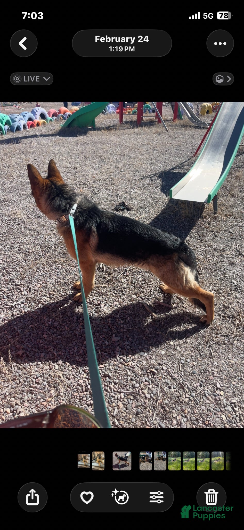 German Shepherd dogs German Shepherd Puppy 6 - Ad 2