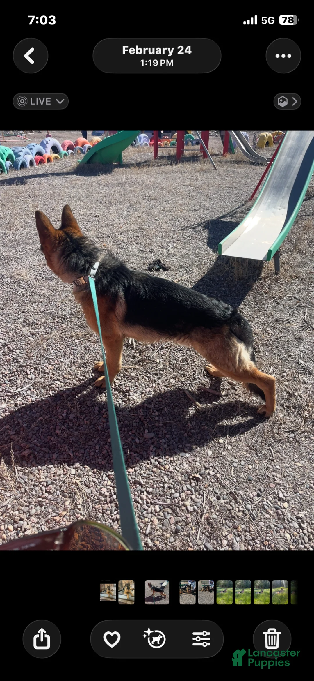 German Shepherd dogs for sale: German Shepherd Puppy 6 - Ad 2