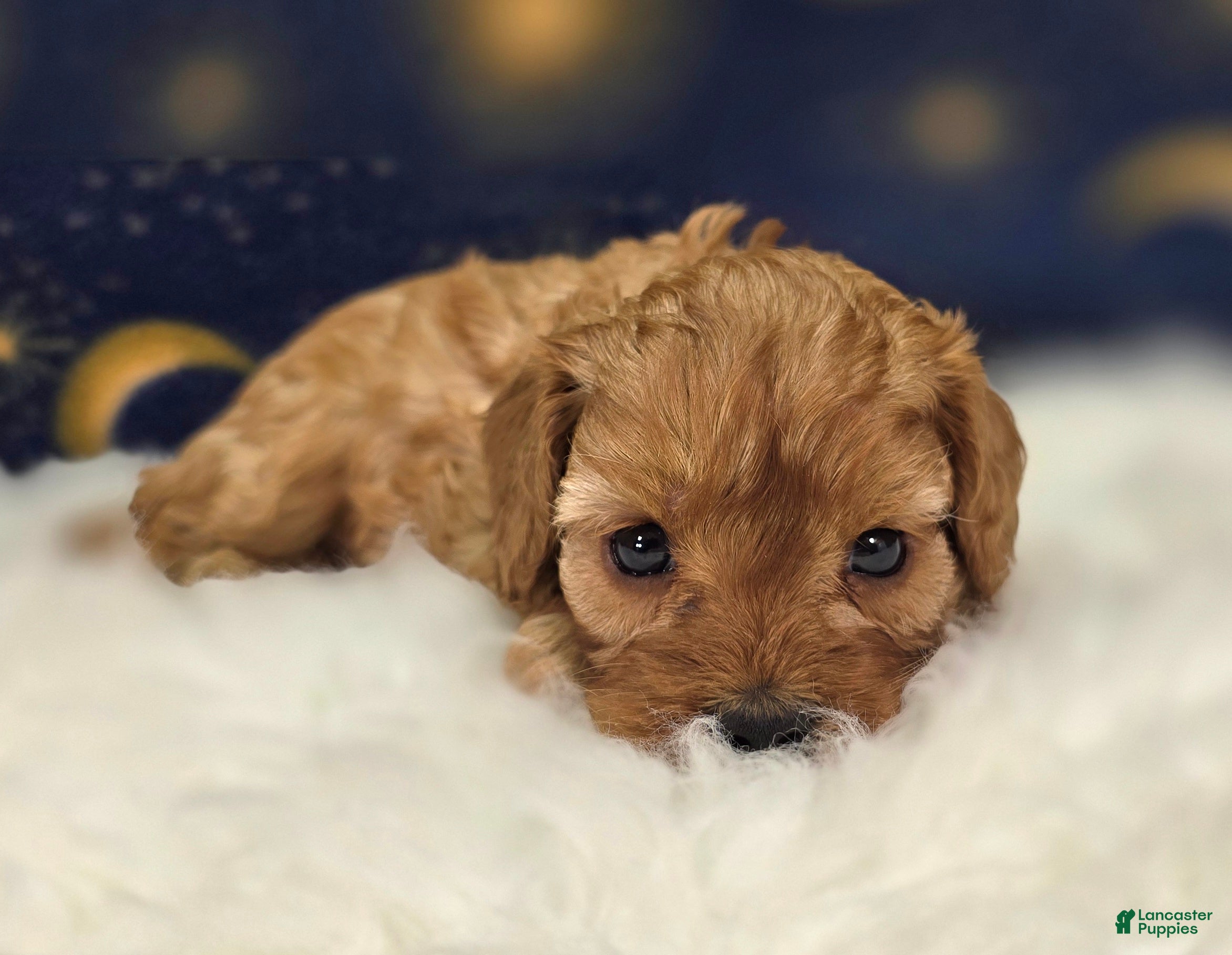 Cavapoo dogs Flint - Ad 36