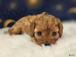 Cavapoo dogs Flint - Ad 36