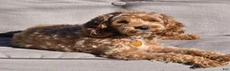 Cavapoo dogs for sale: Paisley - Ad 6