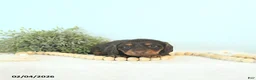 Miniature Dachshund dogs for sale: Brody - Ad 4