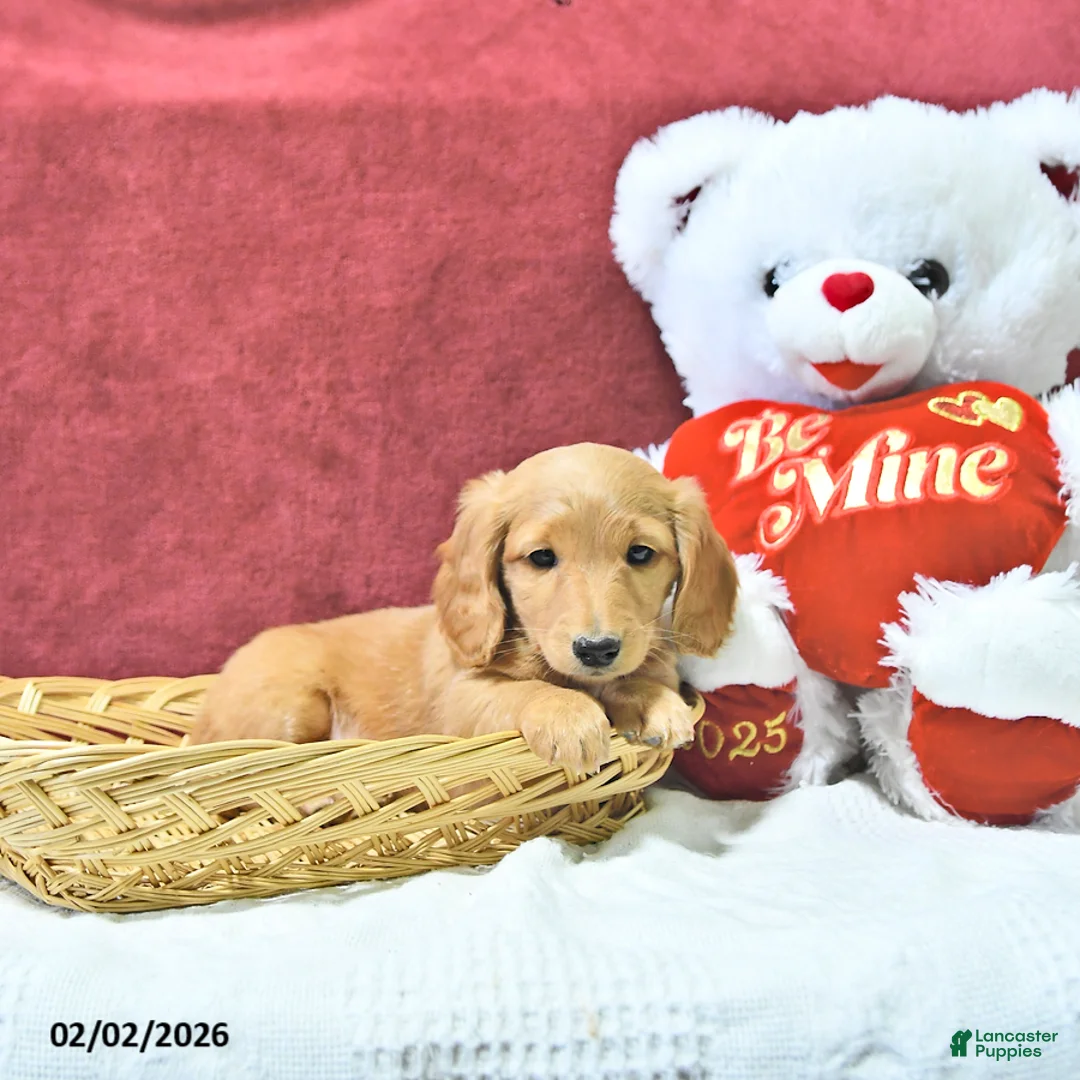 Miniature Dachshund dogs for sale: Ginger - Ad 3