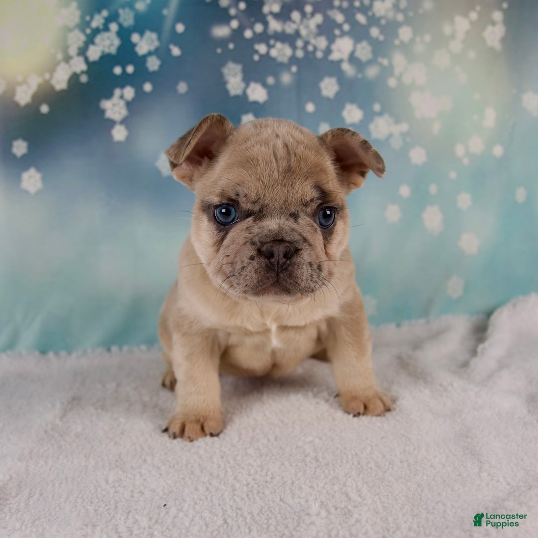 French Bulldog dogs for sale: Maverick - Ad 8