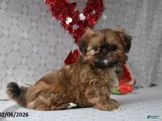Shih Tzu dogs Sweetheart - Ad 39