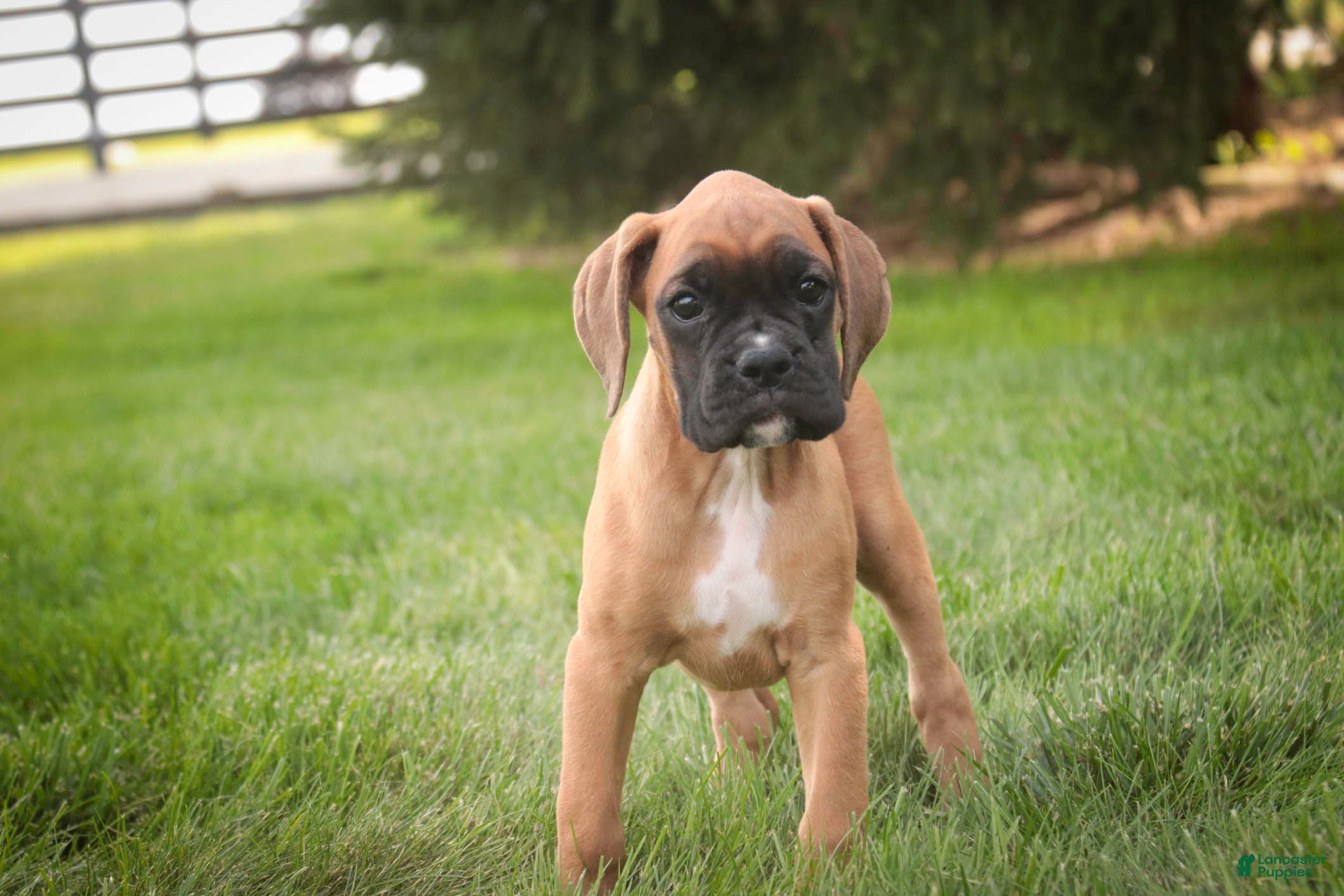 Boxer dogs RIley - Ad 2