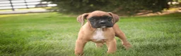 Boxer dogs for sale: RIley - Ad 2