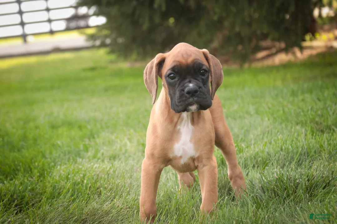 Boxer dogs for sale: RIley - Ad 2