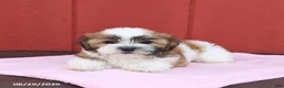 Malshi dogs for sale: Sugar - Ad 4