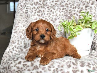 Cavapoo dogs Gina - Ad 36