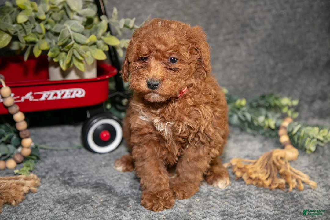 Miniature Poodle dogs for sale: Bowie - Ad 2