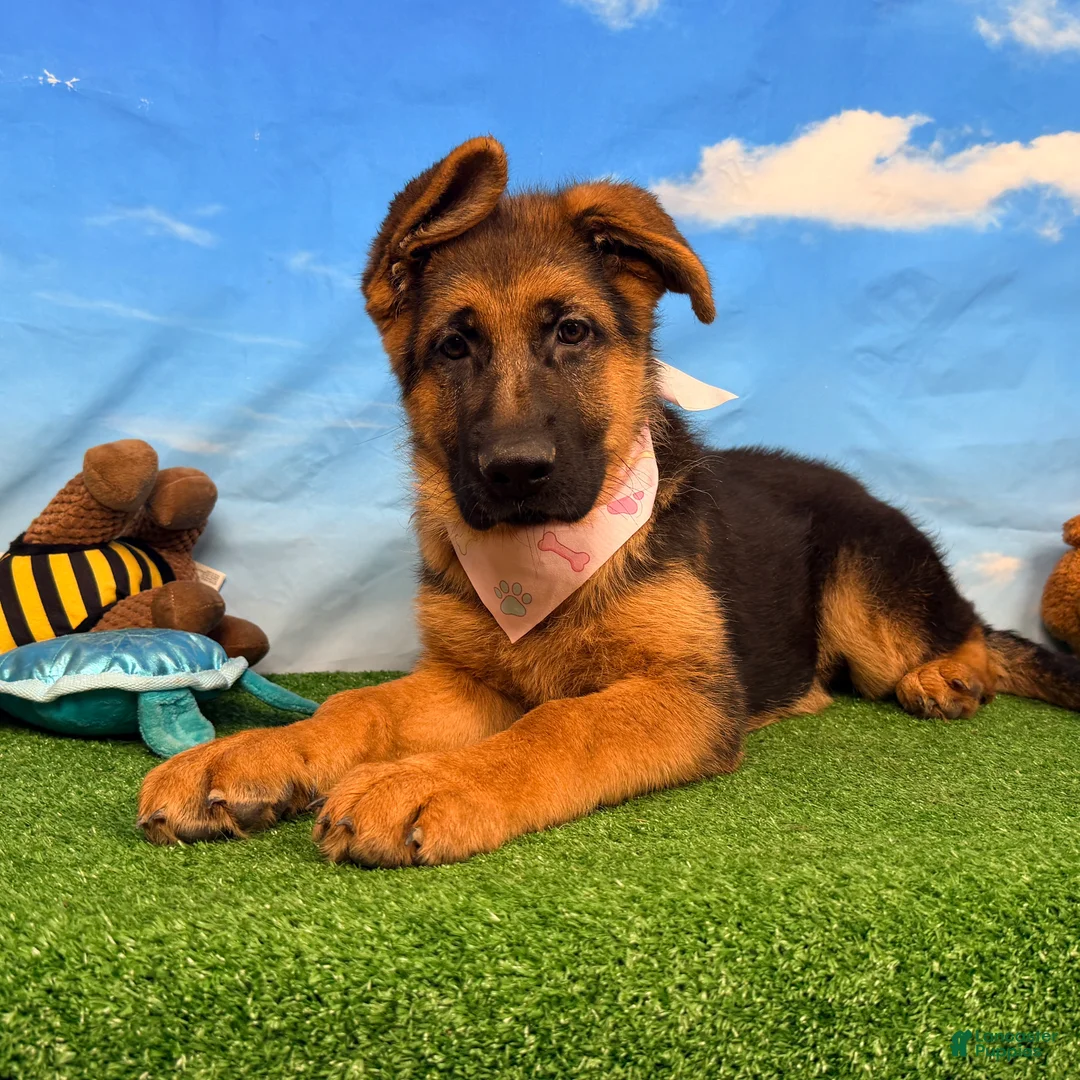 German Shepherd dogs for sale: Odelia - Ad 2