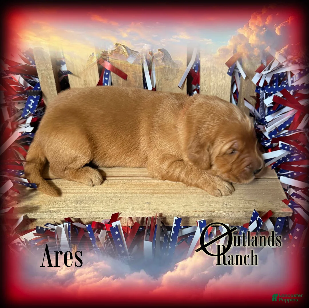 Golden Retriever dogs for sale: Ares~Red Collar - Ad 2