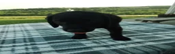 Labrador Retriever dogs for sale: Clarie - Ad 3