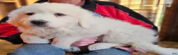 Great Pyrenees dogs for sale: Great Pyrenees Puppy 2 - Ad 4