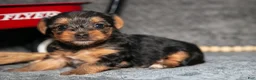Yorkshire Terrier dogs for sale: Shorty - Ad 5
