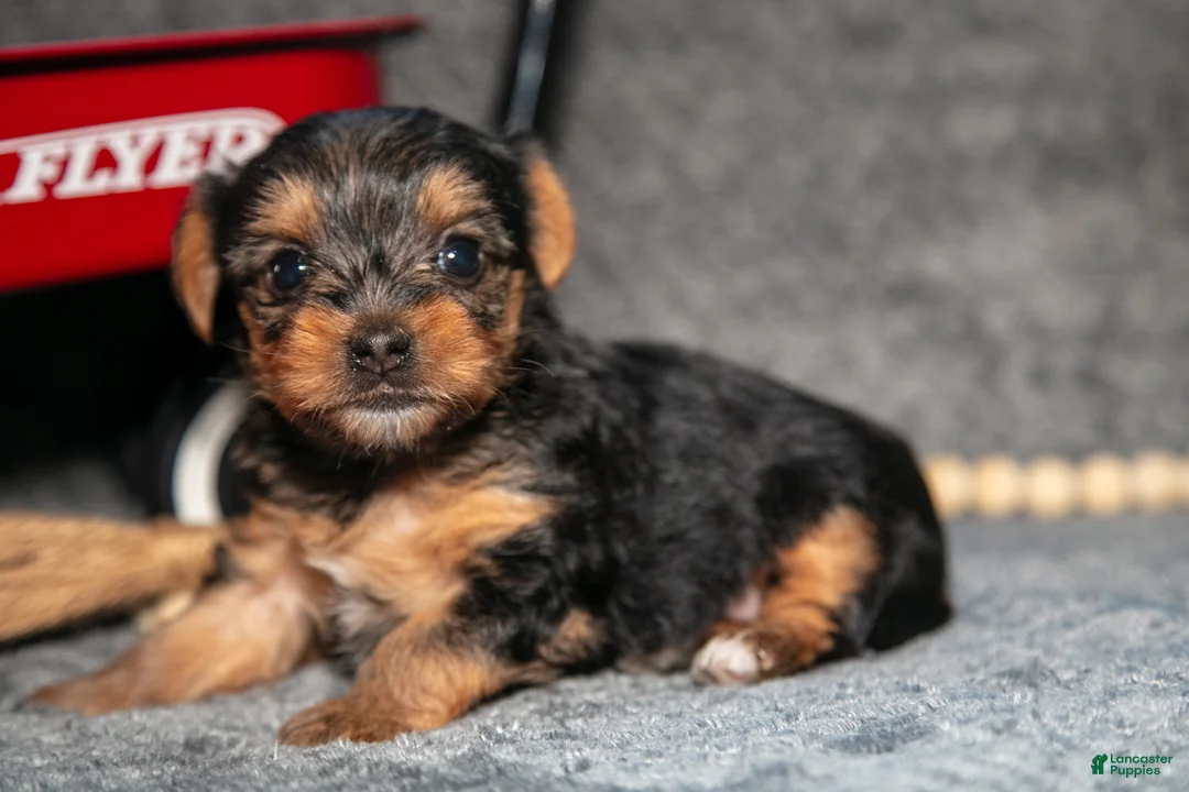 Yorkshire Terrier dogs for sale: Shorty - Ad 5