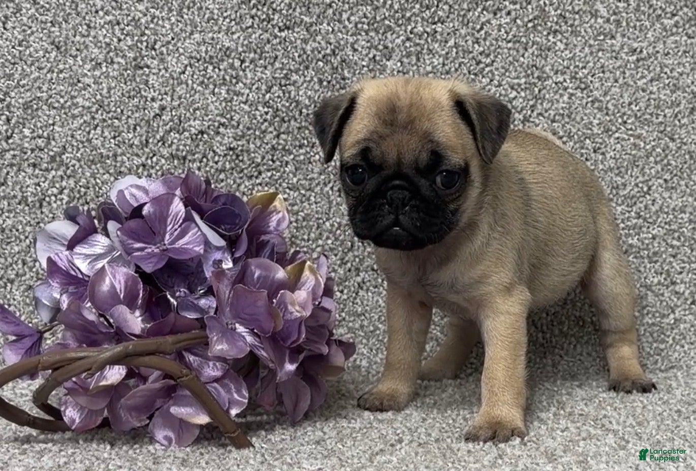 Pug dogs Dottie - Ad 1
