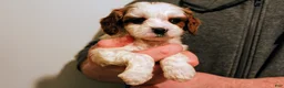 Cavalier King Charles Spaniel dogs for sale: Calvin - Ad 4