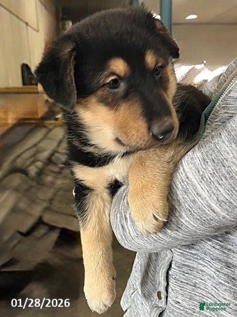 Mixed Breed dogs Ty  - Ad 30