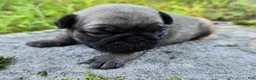 Pug dogs for sale: Daisy - Ad 2